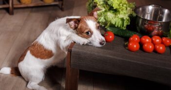 Vegetarische Hundeernährung