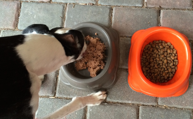 Bild 2: Im Vergleich beider Arten wählen die Hunde zuerst das Nassfutter