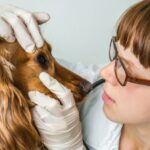 Körpertemperatur beim Hund: Wann hat ein Hund Fieber?