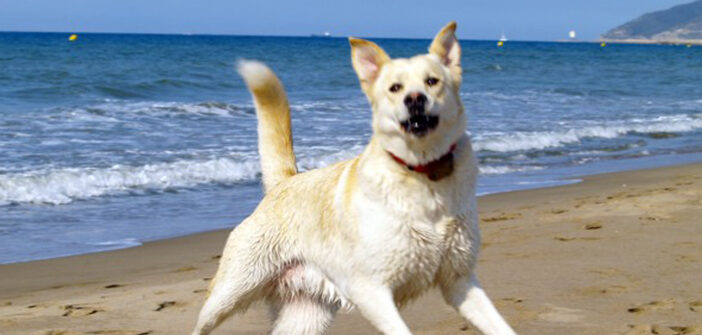Hundestrände: die Schönsten an Nordsee, Ostsee, Gardasee und Adria