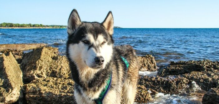 Hundeurlaub Adria: das musst Du beachten!