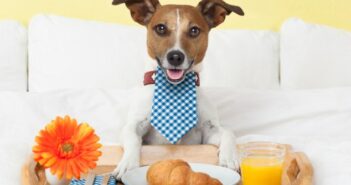 Urlaub mit Hundebetreuung: 5 Sterne fürs Hundehotel und sorglosen Urlaub für Herrchen und Frauchen