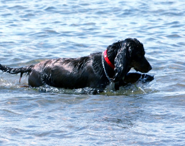 Hundestrände an der Nordsee.