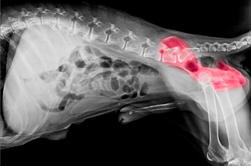 Bei Verdacht auf Arthrose oder auch anderen Gelenkschmerzen bei Hunden sollte man unbedingt ein Röntgenbild machen lassen. Nur so lassen sich größere Schäden beurteilen. (#2)