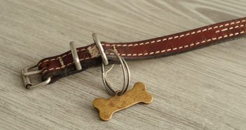 Hundehalsband: Leder, bestickt oder mit Strass?