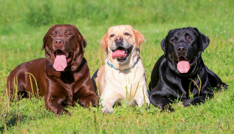 Als Fellfarben sieht man beim Labrador braun, schwarz und gelb, die jedoch auch in Nuancierungen und Abweichungen zu finden sind. (#1)