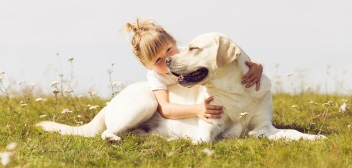 Labrador Retriever: Geduldiger, ausgeglichener Jagdhund und Familienhund