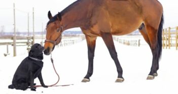 Merothische Hundeleine: Anleitung & Erfahrungen