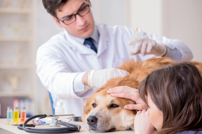 Wenn die Gelenke beim Hund durch die Athrose richtig schmerzen, kann der Tierarzt mit einer Schmerz-Spritze kurzzeitig Abhilfe schaffen. Langfristig muss man nach einer geeigneten Therapie suchen. (#1)