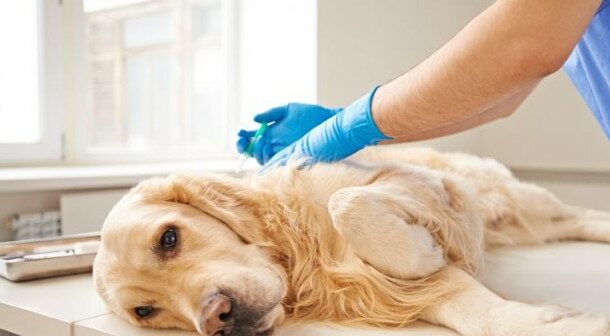 Schmerzende Gelenke: Arthrose bei Hunden