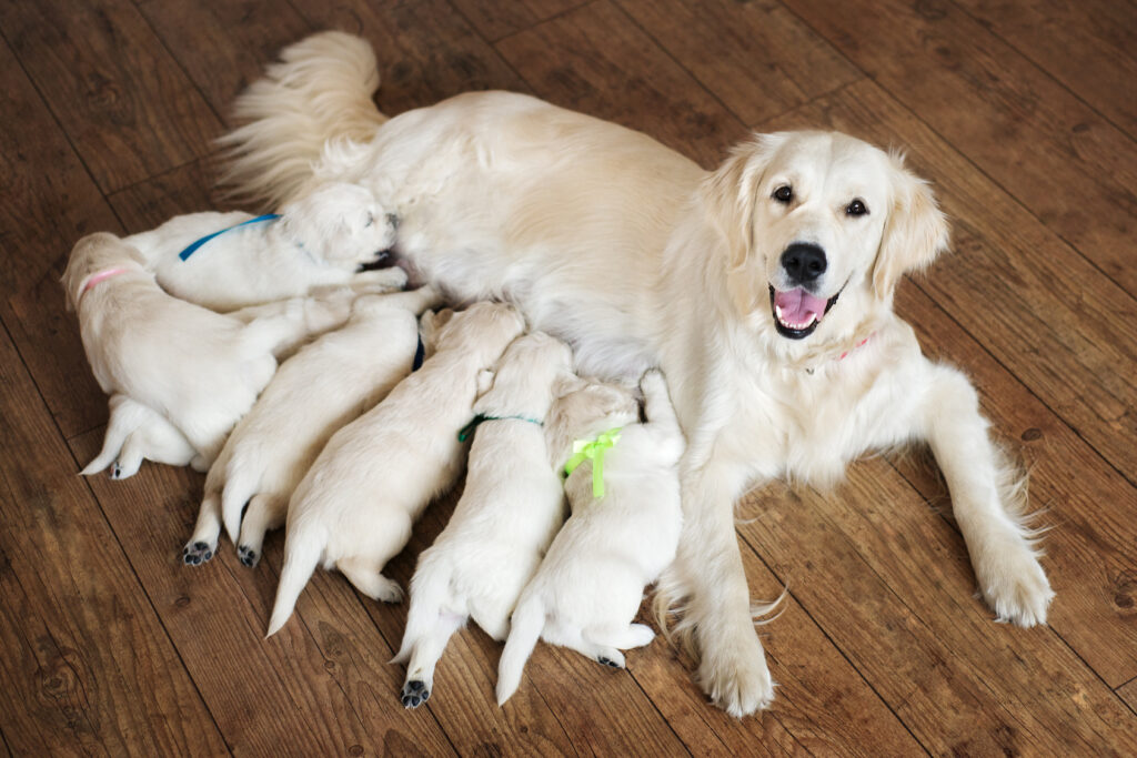 Im Gegensatz dazu hier: Die Welpen sind mit der Mutter im Haus. Man kann die Welpen auch schon Wochen vor der Abgabe besuchen - und Mutter und Vater dabei begutachten. (#02)