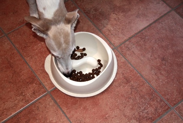 Bild 3: Der Anti-Schling-Napf "Feeding Control" hilft vor allem Hunden, die ihr Hundefutter immer schnell herunter schlingen