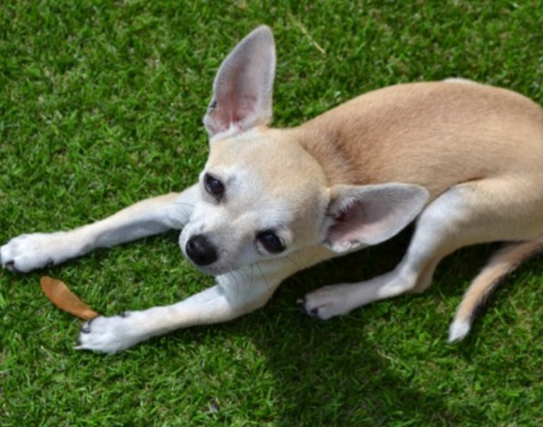 Bild 4: Der Chihuahua – die kleine Hunderasse der Welt.