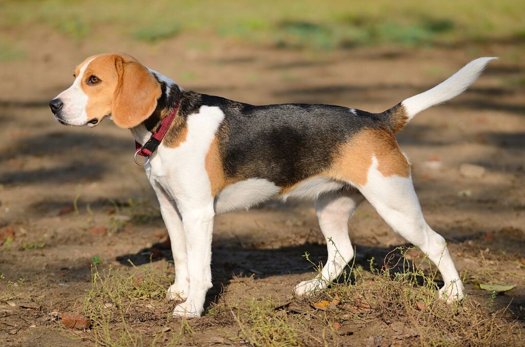 Der Beagle: Zutraulich, charmant und immer gut gelaunt ist er ein absolut toller Begleiter. (#10)