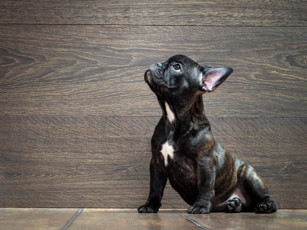 Platz 2: die franzöische Bulldogge: Auch der französischen Bulldogge sagt man eine gewisse Dickköpfigkeit nach. (#02)