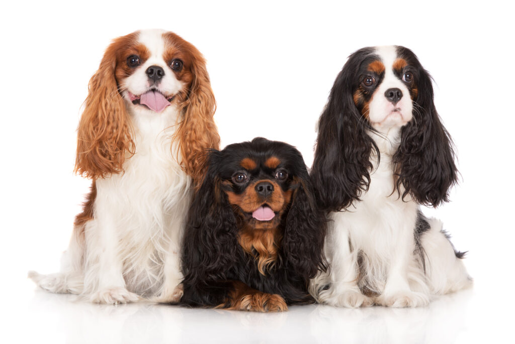 Platz 4: Der Cavalier King Charles Spaniel: Seine Erziehung ist einfach, er will gefallen und ist ein zuverlässiger, lieber Freund. (#04)