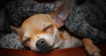 Chihuahua: darum ist er der beliebteste Kleinhund der Welt