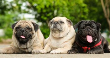 Mops: ein Hund mit Niedlichkeitsfaktor. Das steckt noch in ihm!