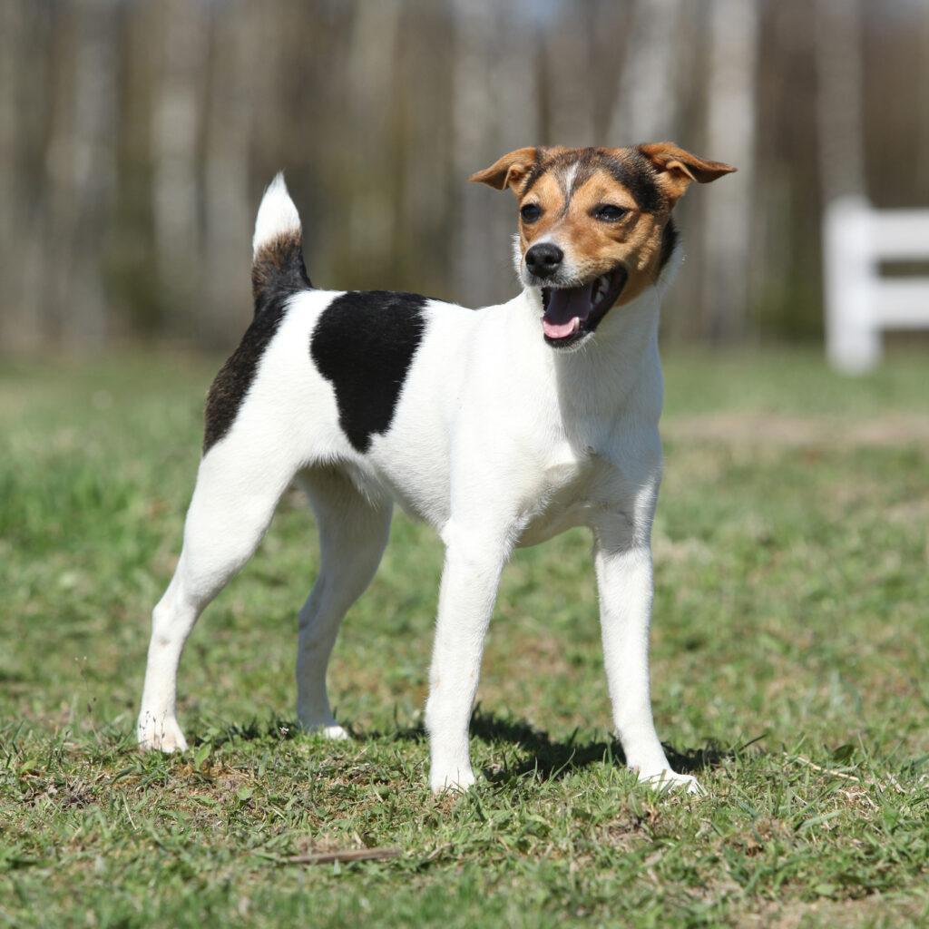 Parson Russell Terrier ist meist fröhlich und kommt auch mit kleinen Kindern super zurecht. (#08)