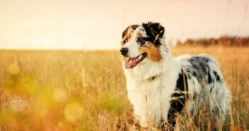 Australian Shepherd: einer der vielseitigsten und klügsten Hunde im Portrait