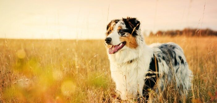 Australian Shepherd: einer der vielseitigsten und klügsten Hunde im Portrait