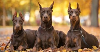 Dobermann: ein temperamentvoller und stattlicher Hund im Rasse-Portrait