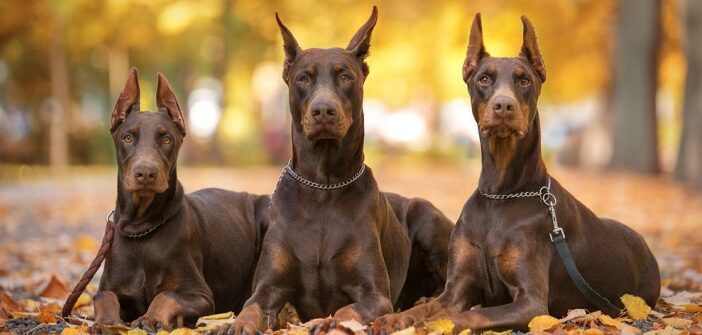 Dobermann: ein temperamentvoller und stattlicher Hund im Rasse-Portrait