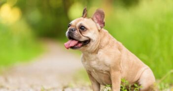 Französische Bulldogge: darum ist diese Rasse so beliebt