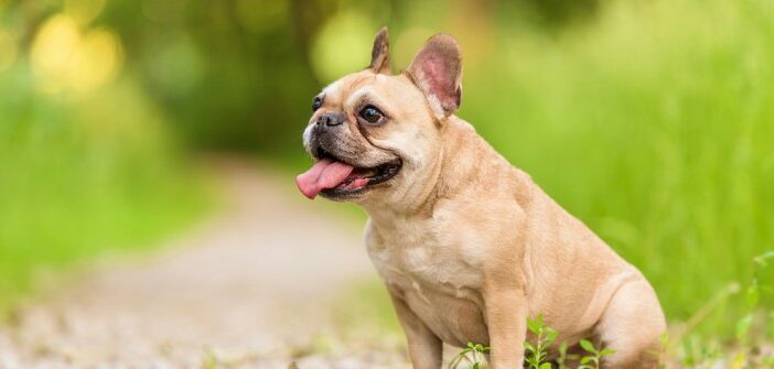 Französische Bulldogge: darum ist diese Rasse so beliebt