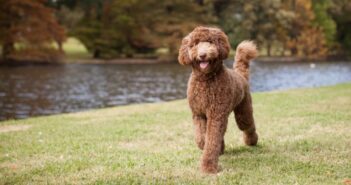 Labradoodle: ein Hund für Allergiker