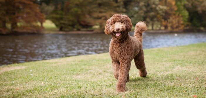 Labradoodle: ein Hund für Allergiker