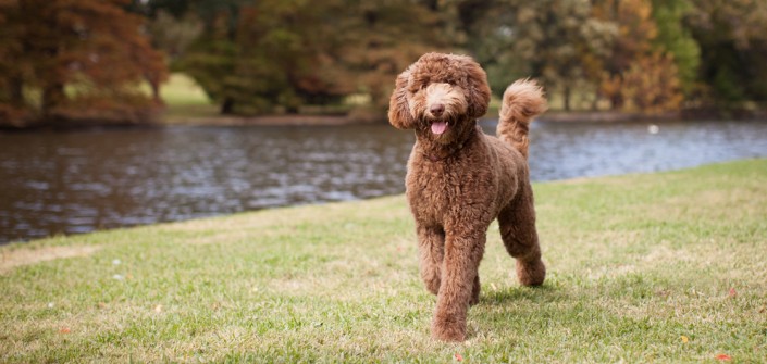 Allergiker hunde liste für Top Hunderassen