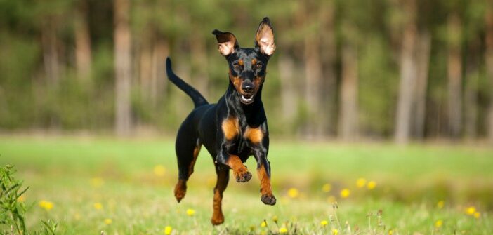 Pinscher: außergewöhnlich selbstsichere Individualisten im Test