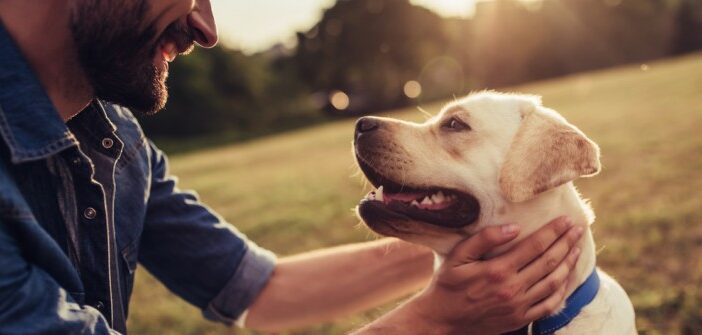 Retriever: sechs Rassen im Vergleich