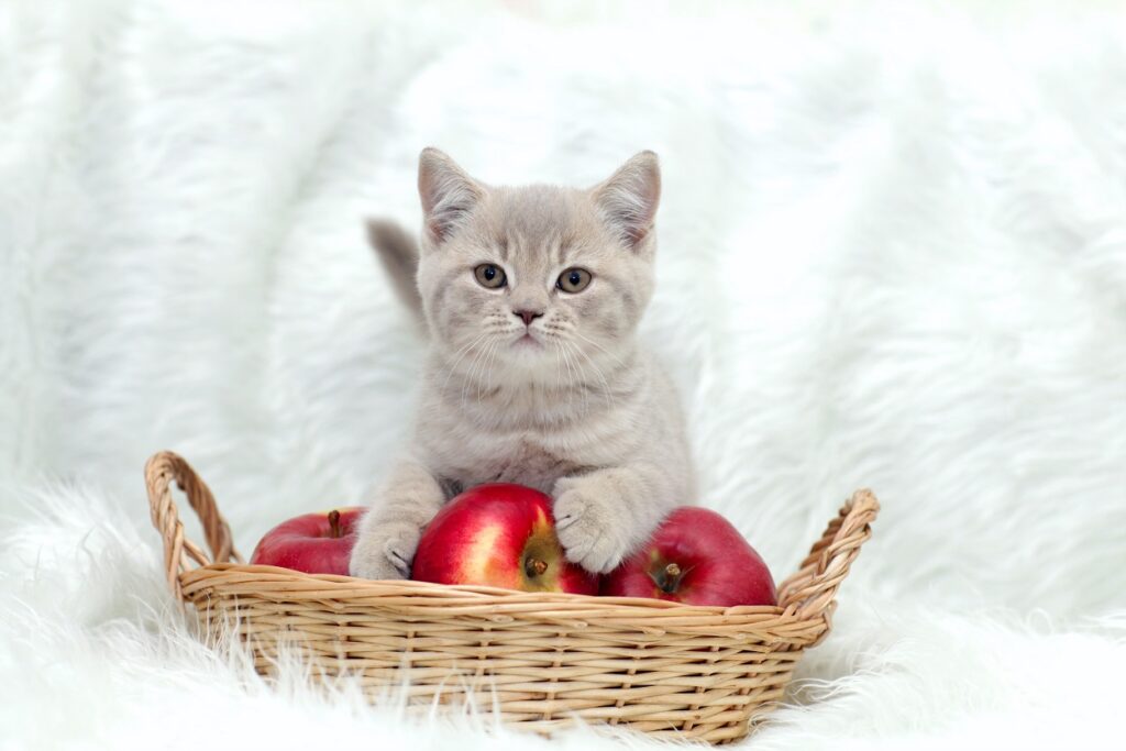 Katzennnamen für diese Süsse muss ein ganz besonderer werden