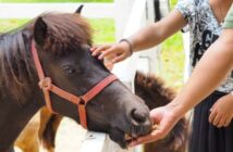 Pferdemüsli, Pferdefutter & Co.: die 11 wichtigsten Tipps zur Pferdeernährung