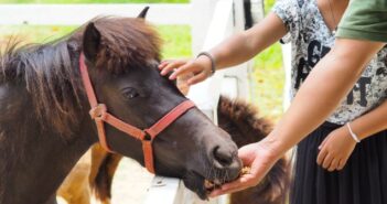 Pferdemüsli, Pferdefutter & Co.: die 11 wichtigsten Tipps zur Pferdeernährung