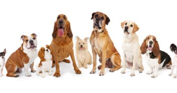 ZERGportal: Hundevermittlung im Internet