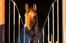 Gummimatte: Pferde brauchen einen sicheren Stand