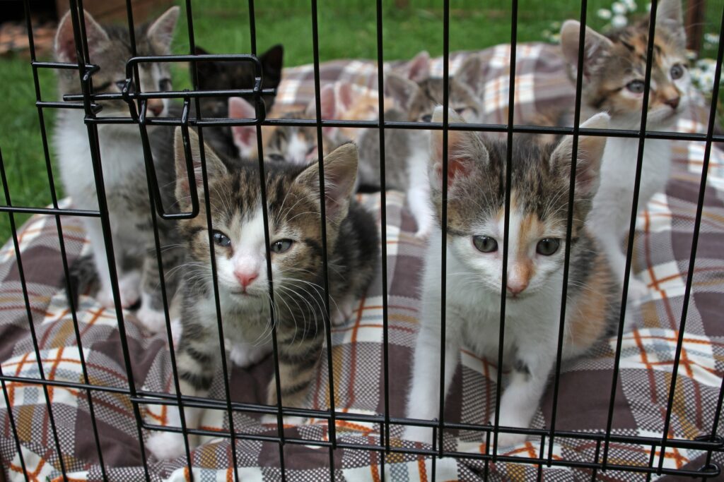 Katzenbabys in einerm Käfig Alltag im Tierheim