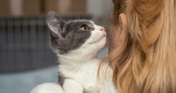 Tierheim Weinheim: Rettung für traurige Katzenschicksale