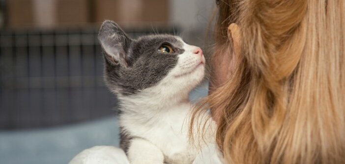 Tierheim Weinheim: Rettung für traurige Katzenschicksale