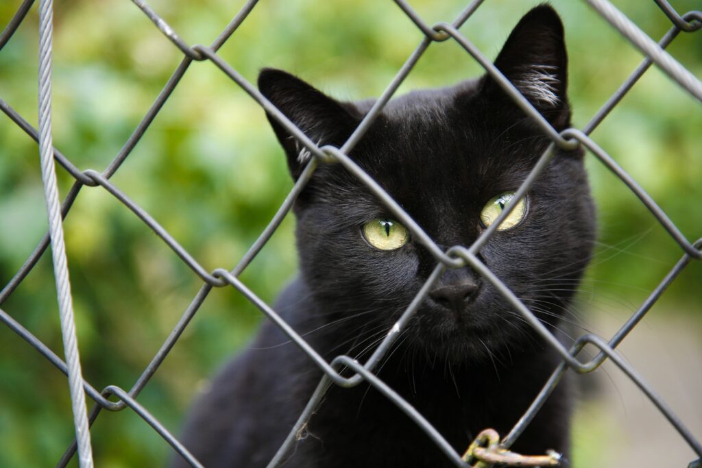 Hinter Gittern sollte doch kein tier sein Leben fristen müssen