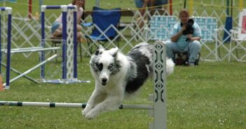 Deutsche IRJGV-Agility-Meisterschaft 2015: Agilityhunde im Biebricher Schlosspark