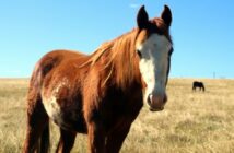 Cushing Syndrom beim Pferd: Symptome, Behandlung & Kosten