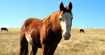 Cushing Syndrom beim Pferd: Symptome, Behandlung & Kosten