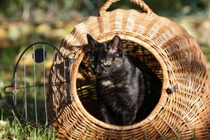 Eine Katze Transportbox aus Holz oder Korbgeflecht: Gemütliche Fahrt für den Stubentiger (#3)