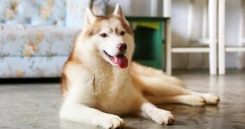 Hundegeruch aus Wohnung entfernen: So geht es