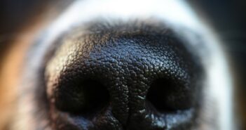 Hundegerüche entfernen: Diese 7 Tipps helfen wirklich