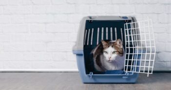 Katzentransportbox: Die richtige Transportbox für die Katze